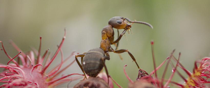 Onze Natuur, de film