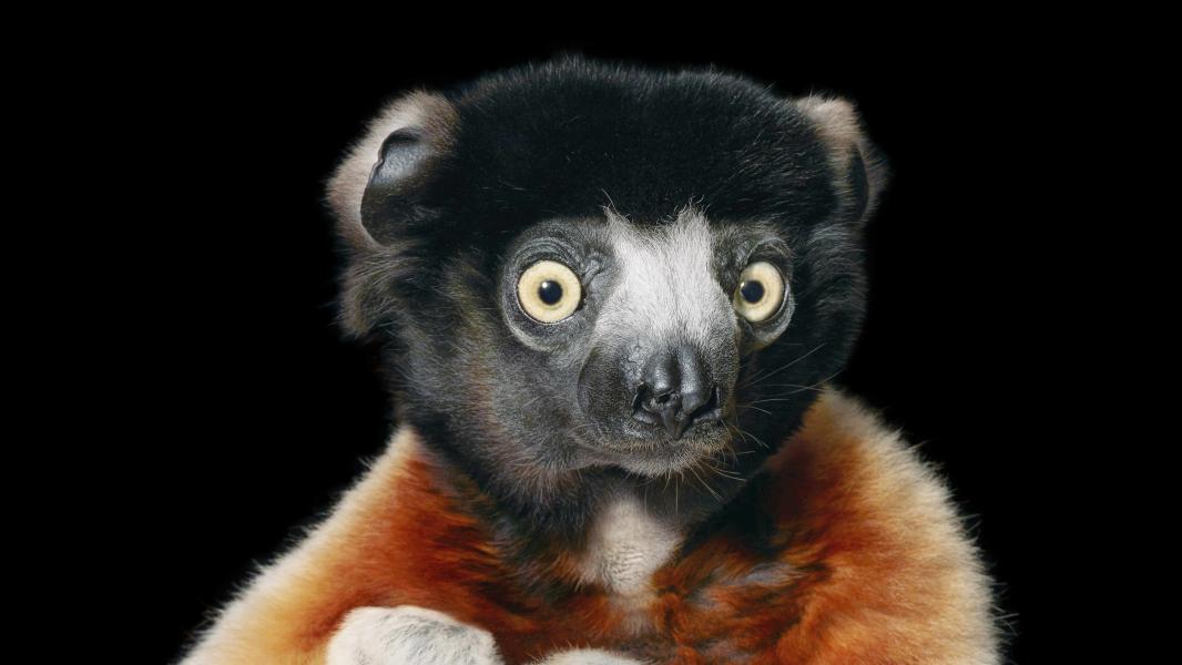 KLAUW! - Hanneke Paauwe ©Tim Flach