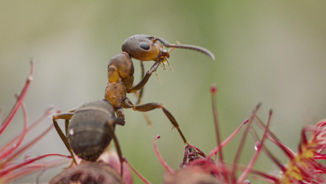 Onze Natuur, de film