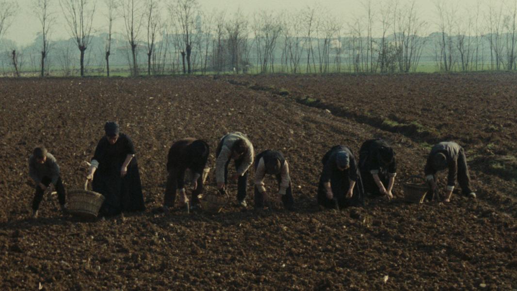 L'albero degli zoccoli / De klompenboom