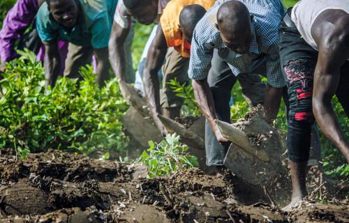 The Great Green Wall