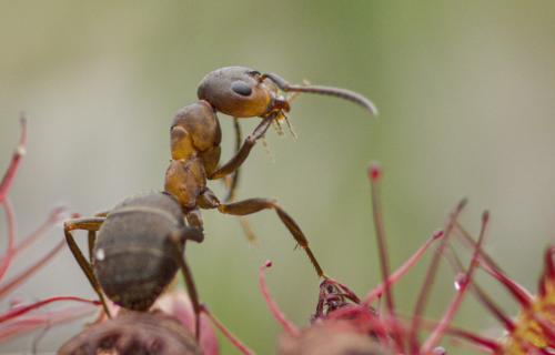 Onze Natuur, de film