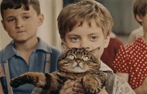 The Cassandra Cat
